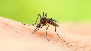 Hallaron en Venezuela un mosquitos que podría transmitir la malaria a humanos
