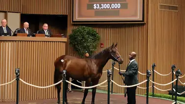 Mira la cifra astronómica en dólares que recaudó la subasta de Keeneland Mira la cifra astronómica en dólares que recaudó la subasta de Keeneland