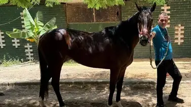 Linaje puro: La hija de un múltiple ganador de grado en Argentina y Estados Unidos corre por primera vez en Venezuela Linaje puro: La hija de un múltiple ganador de grado en Argentina y Estados Unidos corre por primera vez en Venezuela