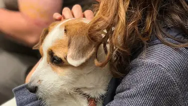 Ensayos clínicos en perros: Un paso hacia la longevidad Ensayos clínicos en perros: Un paso hacia la longevidad