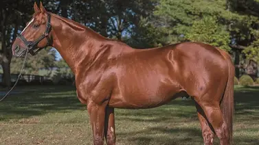 Debut de alta alcurnia: Nieta del legendario Curlin se estrena en la pista de La Rinconada