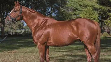 Debut de alta alcurnia: Nieta del legendario Curlin se estrena en la pista de La Rinconada Debut de alta alcurnia: Nieta del legendario Curlin se estrena en la pista de La Rinconada