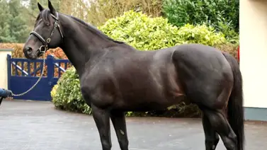 ¡La hípica global está de duelo! Por esta razón ¡La hípica global está de duelo! Por esta razón