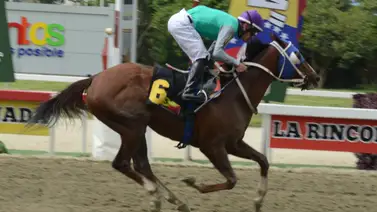 Conoce el próximo paso de la yegua chilena Steady en La Rinconada Conoce el próximo paso de la yegua chilena Steady en La Rinconada