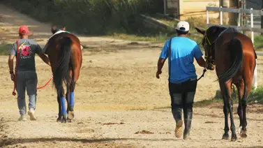 El 5y6 se queda sin una favorita: Retiro de peso obliga a recalcular pronósticos en la reunión 37 El 5y6 se queda sin una favorita: Retiro de peso obliga a recalcular pronósticos en la reunión 37