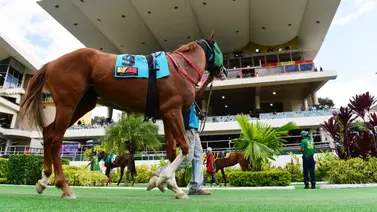 Datos de Última Hora para el Hipódromo La Rinconada 28-9-2025