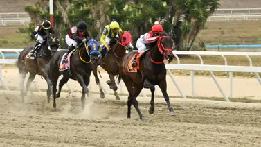 Detalles clave: Comisarios reciben el informe del jinete de Grandiossus Detalles clave: Comisarios reciben el informe del jinete de Grandiossus