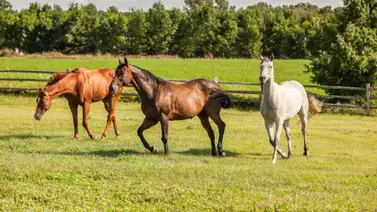 El sorprendente caso de los hermanos completos: Un hecho sin precedentes en la hípica nacional El sorprendente caso de los hermanos completos: Un hecho sin precedentes en la hípica nacional