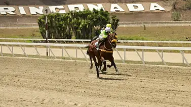 Sangre clásica en acción: Nieta de campeón del Kentucky Derby reaparece este domingo