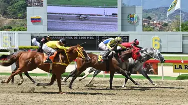 Vuelve el "Dato fijo": El nieto de Tapit que su mejor arma es la velocidad regresa tras 154 días de inactividad Vuelve el "Dato fijo": El nieto de Tapit que su mejor arma es la velocidad regresa tras 154 días de inactividad