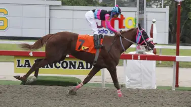 Nieta de Taconeo que en su última fue la gran favorita y ganó retorna el domingo a la pista de La Rinconada Nieta de Taconeo que en su última fue la gran favorita y ganó retorna el domingo a la pista de La Rinconada
