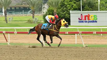 Astuto ganó en la raya la Copa Invitacional de Caribe (GI) en La Rinconada Astuto ganó en la raya la Copa Invitacional de Caribe (GI) en La Rinconada