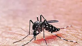 Advierten repunte de dengue en Venezuela: “Debemos estar preparados” 