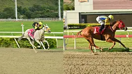 Mora Linda va contra la invicta Fatima Blush por el Clásico Gelinotte (GII)