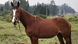 La Cría cafetera llegó a La Rinconada 