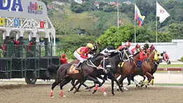 Esta es la cantidad de caballos purasangres que hace vida en La Rinconada 