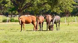 Plan 'Haras al Día' blinda la genética purasangre en el estado Aragua