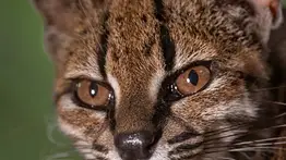 Descubren en Bolivia una nueva especie de felino salvaje que llevaba décadas "escondida"