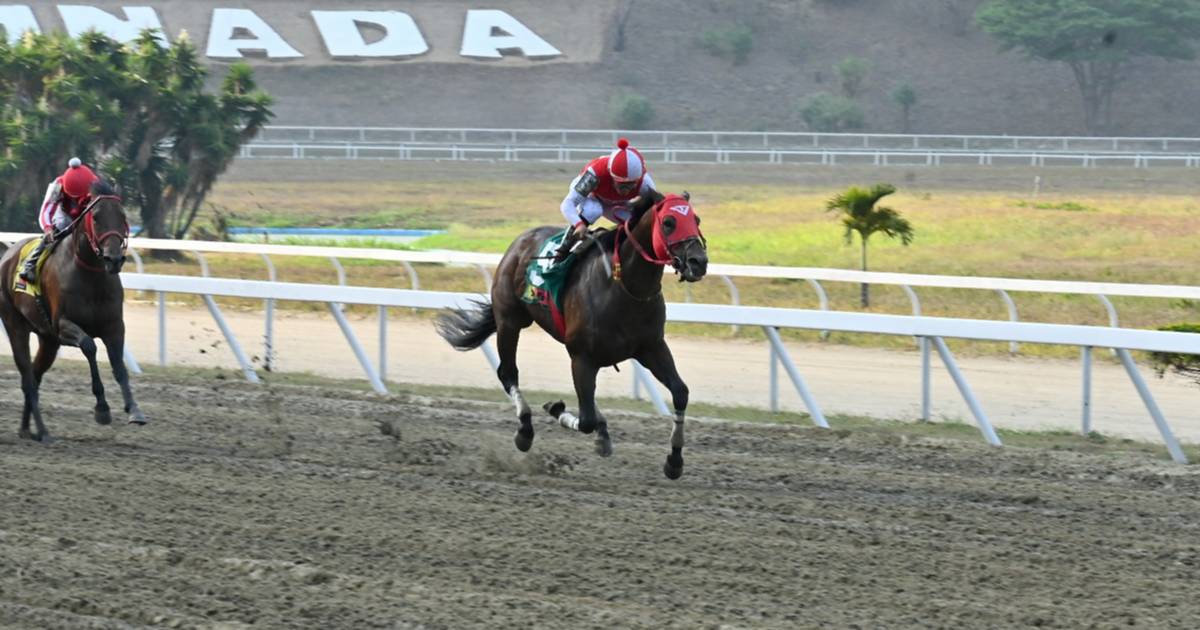 Caballo importado fue sacrificado en La Rinconada por esta razón