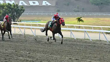 Caballo importado fue sacrificado en La Rinconada por esta razón Caballo importado fue sacrificado en La Rinconada por esta razón