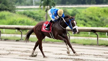 Don Casanova gana en Puerto Rico la primera clasificatoria para el Clásico del Caribe