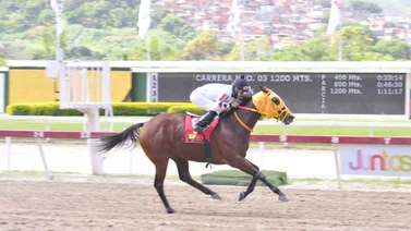 Yegua de Antonio Bellardi reaparece en Clásico Ezequiel Zamora luego de 147 días sin correr en La Rinconada