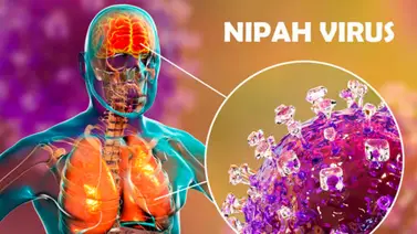 ¿Qué tan peligroso es el Virus Nipah detectado en la India?