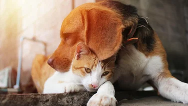CEPROCAN y Fundación Alma anuncian jornada de adopción de animales en Baruta (+Fecha) 
