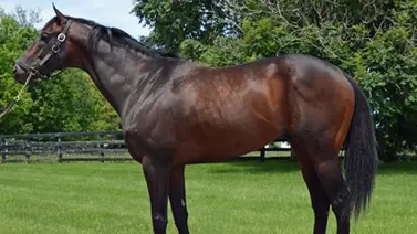 Mira el ajuste de esta nieta de Fusaichi Pegasus que debuta el domingo en La Rinconada