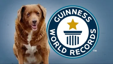¡Lamentable! Murió Bobi, el perro más longevo del mundo, según Récord Guinness 