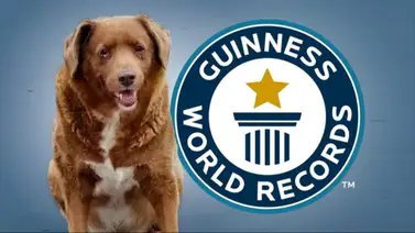 ¡Lamentable! Murió Bobi, el perro más longevo del mundo, según Récord Guinness ¡Lamentable! Murió Bobi, el perro más longevo del mundo, según Récord Guinness