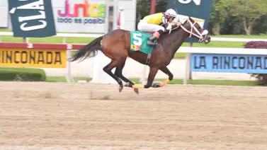 Rafael Cartolano inscribe a esta yegua luego de 70 días sin correr en La Rinconada Rafael Cartolano inscribe a esta yegua luego de 70 días sin correr en La Rinconada