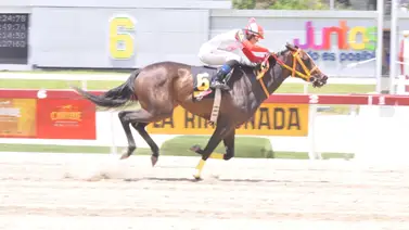 Fernando Parilli inscribe a esta yegua que tiene 175 días sin correr en La Rinconada Fernando Parilli inscribe a esta yegua que tiene 175 días sin correr en La Rinconada