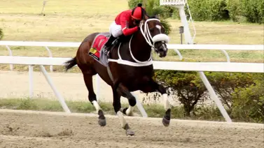 Gran Pepe regresa al óvalo de La Rinconada tras 63 días sin correr Gran Pepe regresa al óvalo de La Rinconada tras 63 días sin correr