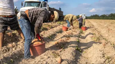 Esto es lo que gana por hora un trabajador agrícola en USA
