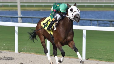 Datos de Última Hora para Gulfstream Park 28-10-2023