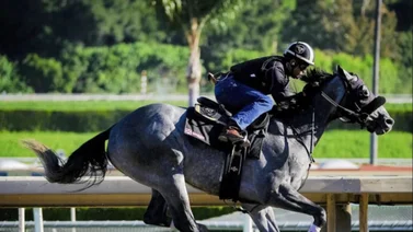 Breeders' Cup: Este es el puesto de pista por el cual saldrá Arcangelo en la Classic