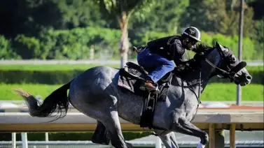 Breeders' Cup: Este es el puesto de pista por el cual saldrá Arcangelo en la Classic Breeders' Cup: Este es el puesto de pista por el cual saldrá Arcangelo en la Classic