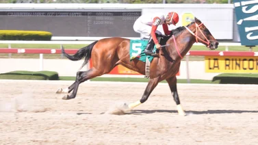 Fernando Parilli Araujo reaparece a este producto de Slew’s Tizzy que tiene 105 sin correr en La Rinconada