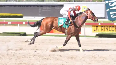 Fernando Parilli Araujo reaparece a este producto de Slew’s Tizzy que tiene 105 sin correr en La Rinconada Fernando Parilli Araujo reaparece a este producto de Slew’s Tizzy que tiene 105 sin correr en La Rinconada