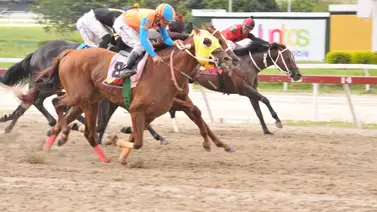 Yegua que tiene 735 días sin ver acción en La Rinconada corre este domingo Yegua que tiene 735 días sin ver acción en La Rinconada corre este domingo