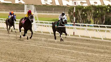 Este purasangre que puede dar una posible sorpresa en el 5y6 regresa a La Rinconada tras 49 días sin correr Este purasangre que puede dar una posible sorpresa en el 5y6 regresa a La Rinconada tras 49 días sin correr