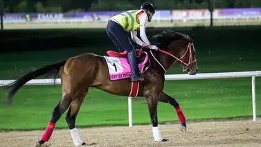 El japonés Forever Young va a su carrera preparatoria para la Breeders´Cup Classic El japonés Forever Young va a su carrera preparatoria para la Breeders´Cup Classic