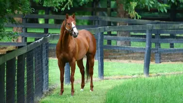 Esta es la increíble cantidad de yeguas que preñó Justify en el 2024 Esta es la increíble cantidad de yeguas que preñó Justify en el 2024