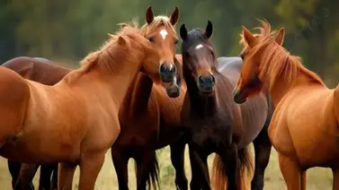 Conoce cómo le fue a Arcangelo, Mage y Cody´s Wish en su primer año como sementales Conoce cómo le fue a Arcangelo, Mage y Cody´s Wish en su primer año como sementales