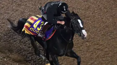 No vas a creer cuántas yeguas sirvió el japonés Equinox en su primera temporada No vas a creer cuántas yeguas sirvió el japonés Equinox en su primera temporada