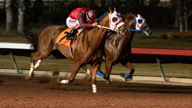 Siete caballos fueron sacrificados por anemia infecciosa en este hipódromo