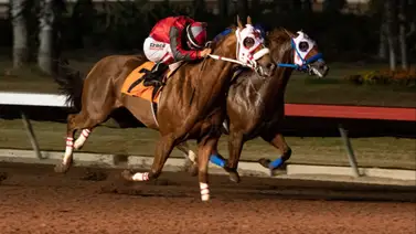 Siete caballos fueron sacrificados por anemia infecciosa en este hipódromo Siete caballos fueron sacrificados por anemia infecciosa en este hipódromo