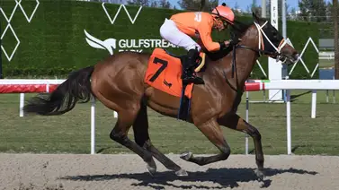 Potro de $1.300.000 que entrena José Francisco D´Angelo ahora va con Irad Ortiz Jr. Potro de $1.300.000 que entrena José Francisco D´Angelo ahora va con Irad Ortiz Jr.