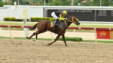 Compadre Peche buscará su victoria en la condicional especial para potros en La Rinconada Compadre Peche buscará su victoria en la condicional especial para potros en La Rinconada